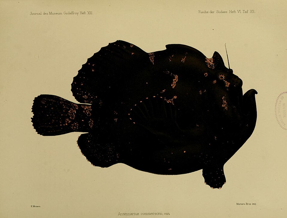 ภาพ ปลากบ senegalensis (Fowlerichthys senegalensis)