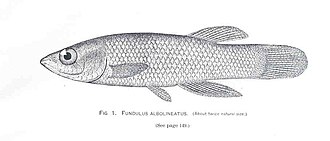 ภาพ ปลา albolineatus (Fundulus albolineatus)