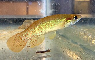 ภาพ ปลา chrysotus (Fundulus chrysotus)