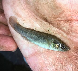 ภาพ ปลา jenkinsi (Fundulus jenkinsi)
