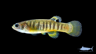 ภาพ ปลา luciae (Fundulus luciae)