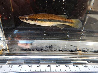 ภาพ ปลา notatus (Fundulus notatus)