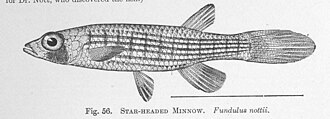 ภาพ ปลา nottii (Fundulus nottii)