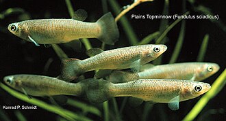 ภาพ ปลา sciadicus (Fundulus sciadicus)