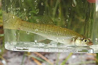 ภาพ ปลา seminolis (Fundulus seminolis)