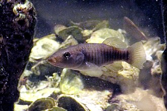 ภาพ ปลา similis (Fundulus similis)