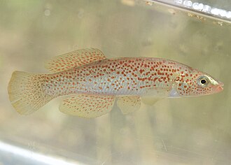 ภาพ ปลา stellifer (Fundulus stellifer)