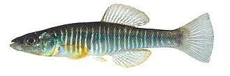 ภาพ ปลา waccamensis (Fundulus waccamensis)