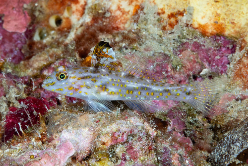 ภาพ ปลาบู่ aureus (Fusigobius aureus)