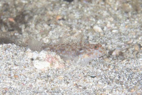 ภาพ ปลาบู่บู่ (Fusigobius humeralis)