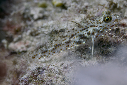 ภาพ ปลาบู่แดง (Fusigobius humerosus)