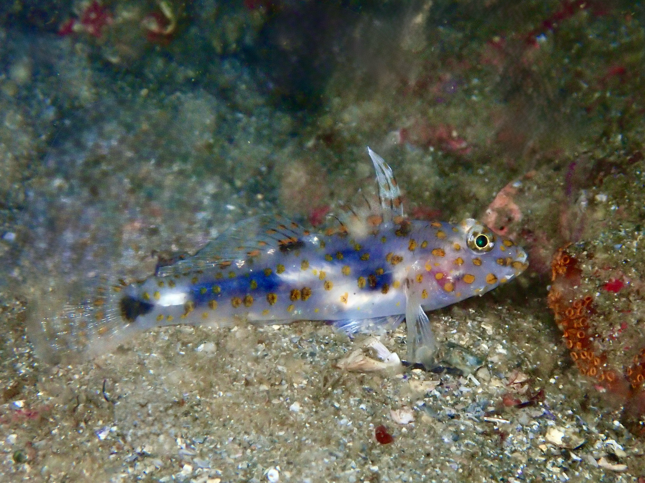 ภาพ ปลาบู่ลายด่างบู่ (Fusigobius inframaculatus)