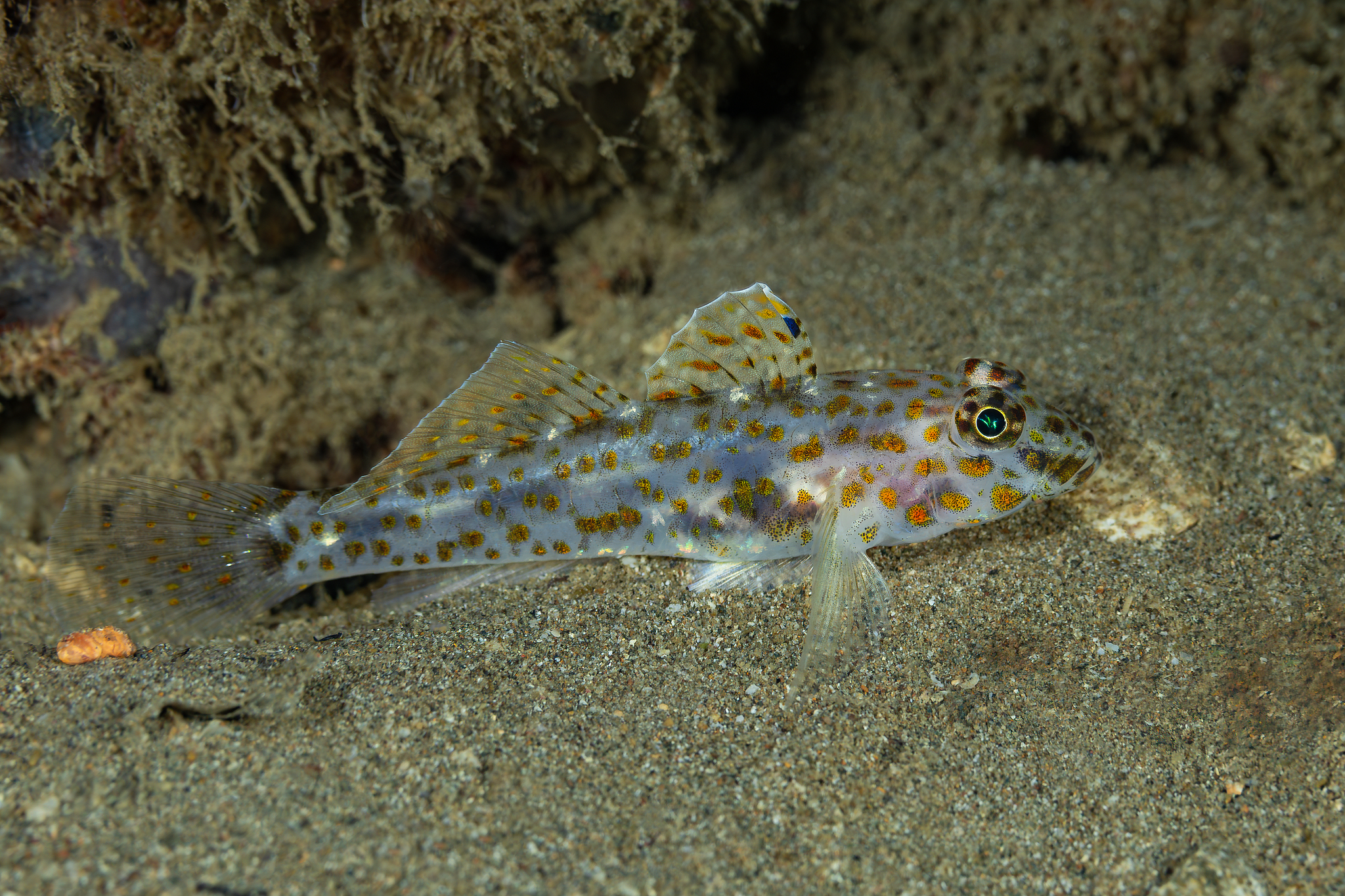 ภาพ ปลาบู่ maximus (Fusigobius maximus)