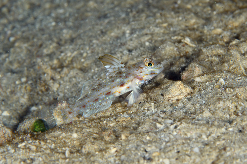 ภาพ ปลาบู่ melacron (Fusigobius melacron)