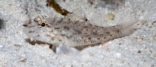 ภาพ ปลาบู่แอฟริกา (Fusigobius neophytus)