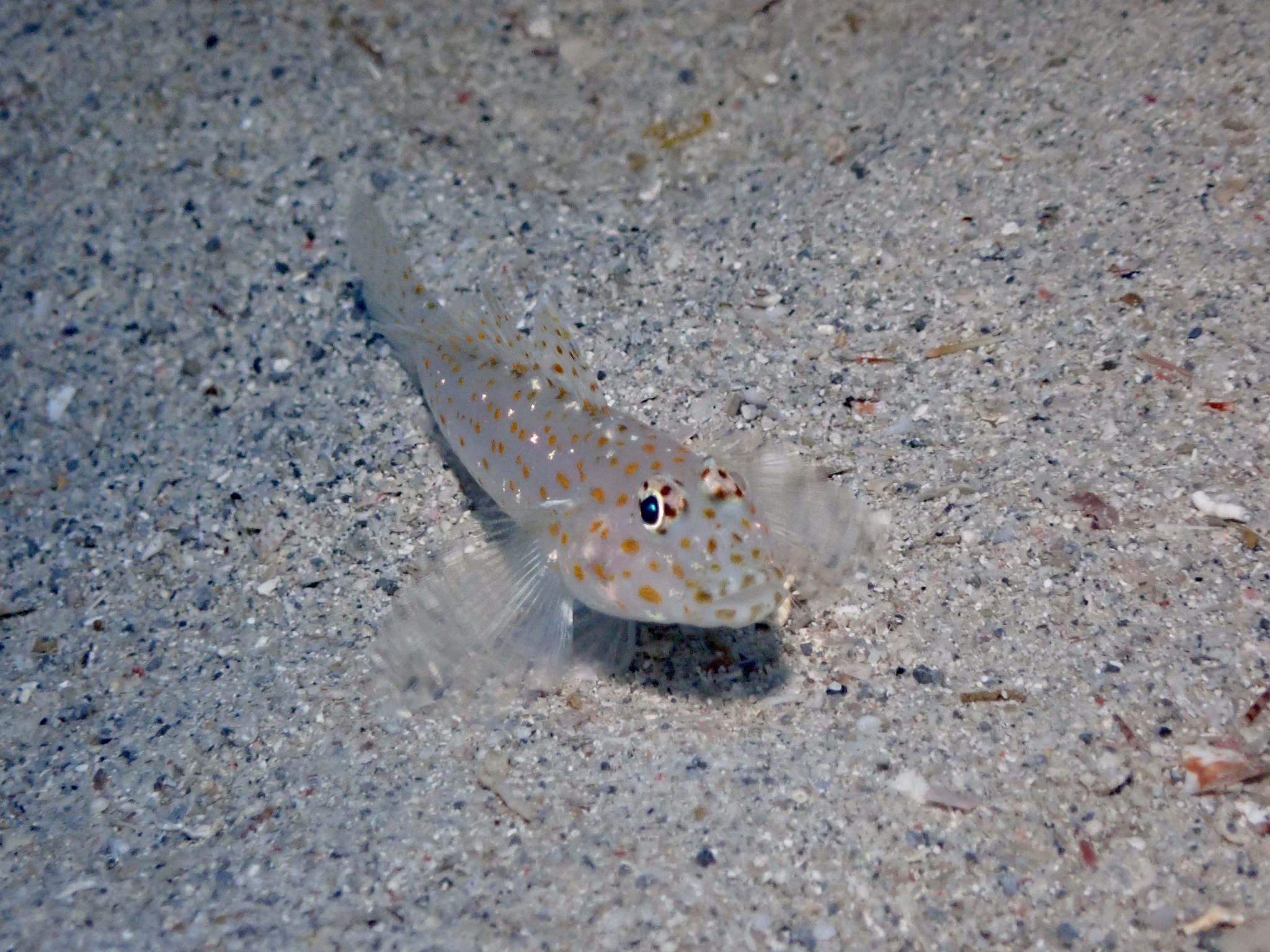 ภาพ ปลาบู่ซีด (Fusigobius pallidus)