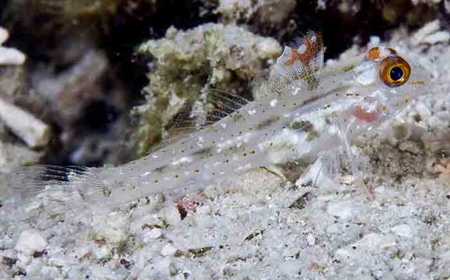 ภาพ ปลาบู่ลายจุดพื้นทรายบู่ (Fusigobius signipinnis)