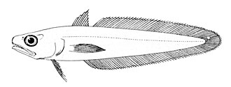 ภาพ ปลา maraldi (Gadella maraldi)