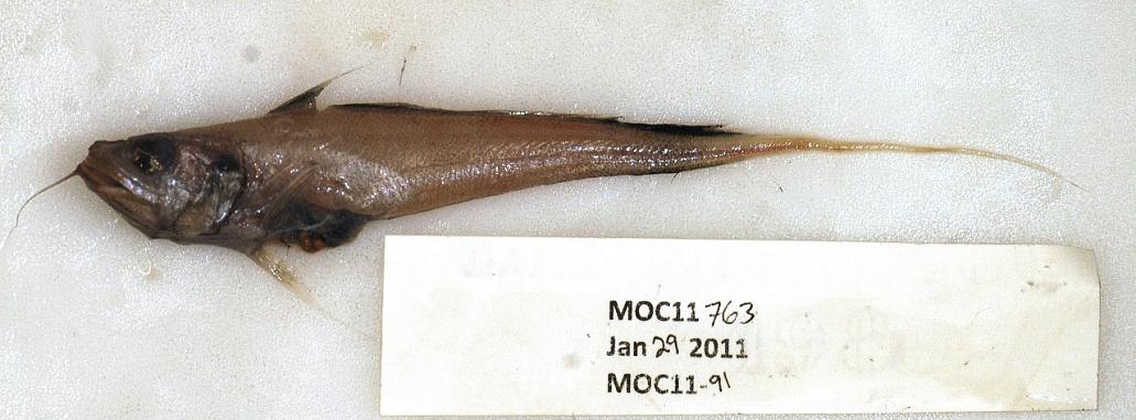 ภาพ ปลา arcuatus (Gadomus arcuatus)
