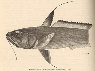 ภาพ ปลา colletti (Gadomus colletti)