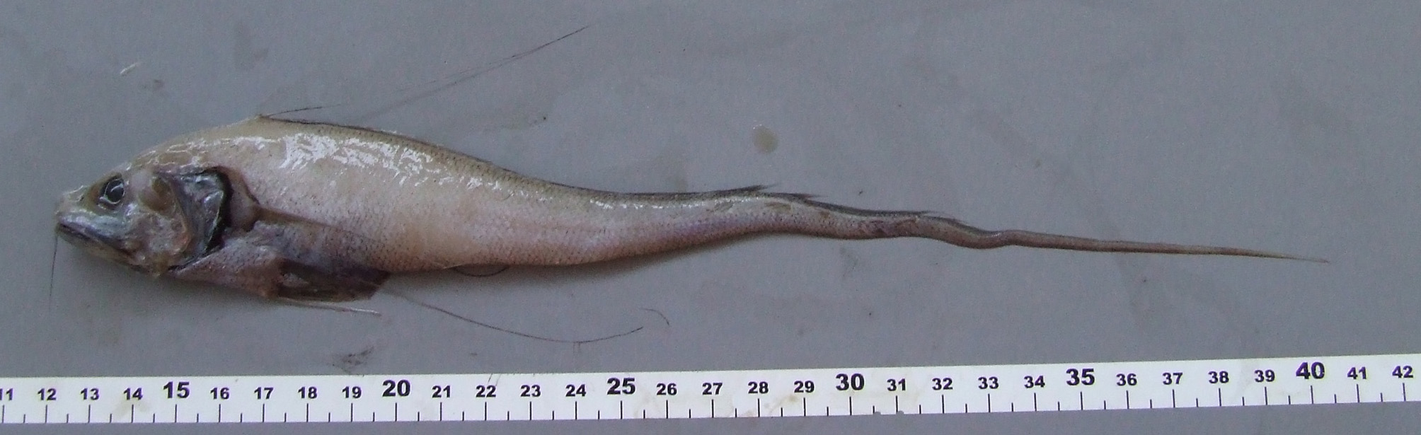 ภาพ ปลา longifilis (Gadomus longifilis)