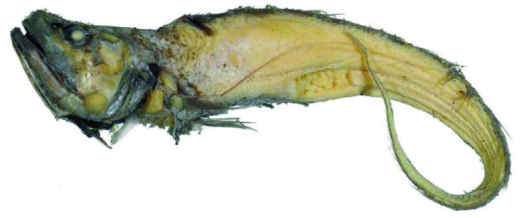 ภาพ ปลา magnifilis (Gadomus magnifilis)