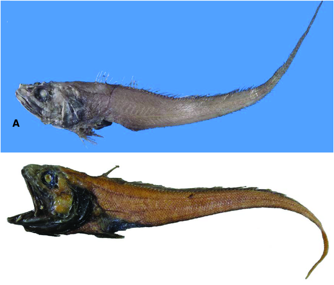 ภาพ ปลา multifilis (Gadomus multifilis)