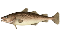 ภาพ ปลา macrocephalus (Gadus macrocephalus)
