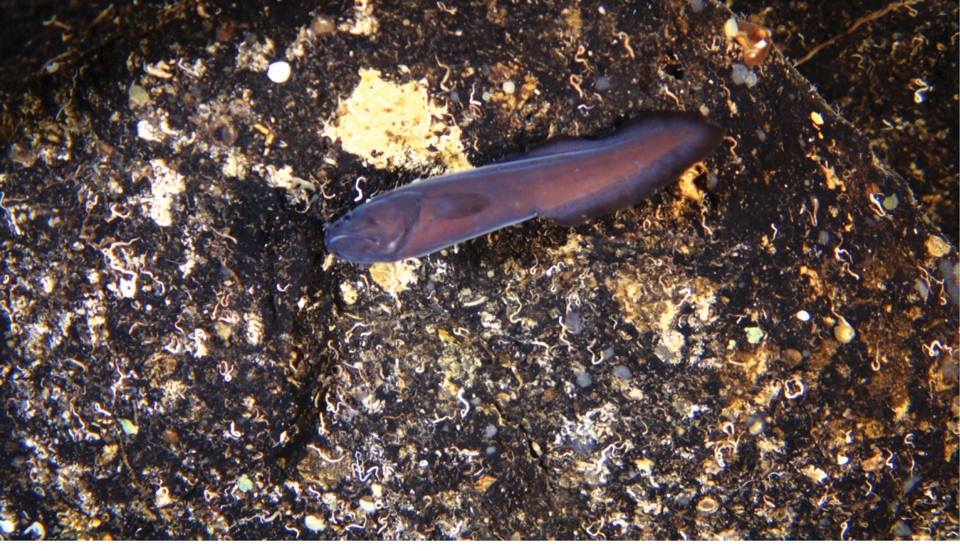 ภาพ ปลา granti (Gaidropsarus granti)