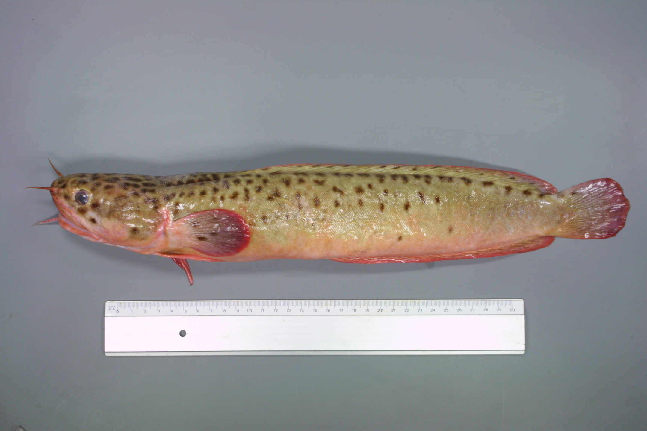ภาพ ปลา vulgaris (Gaidropsarus vulgaris)