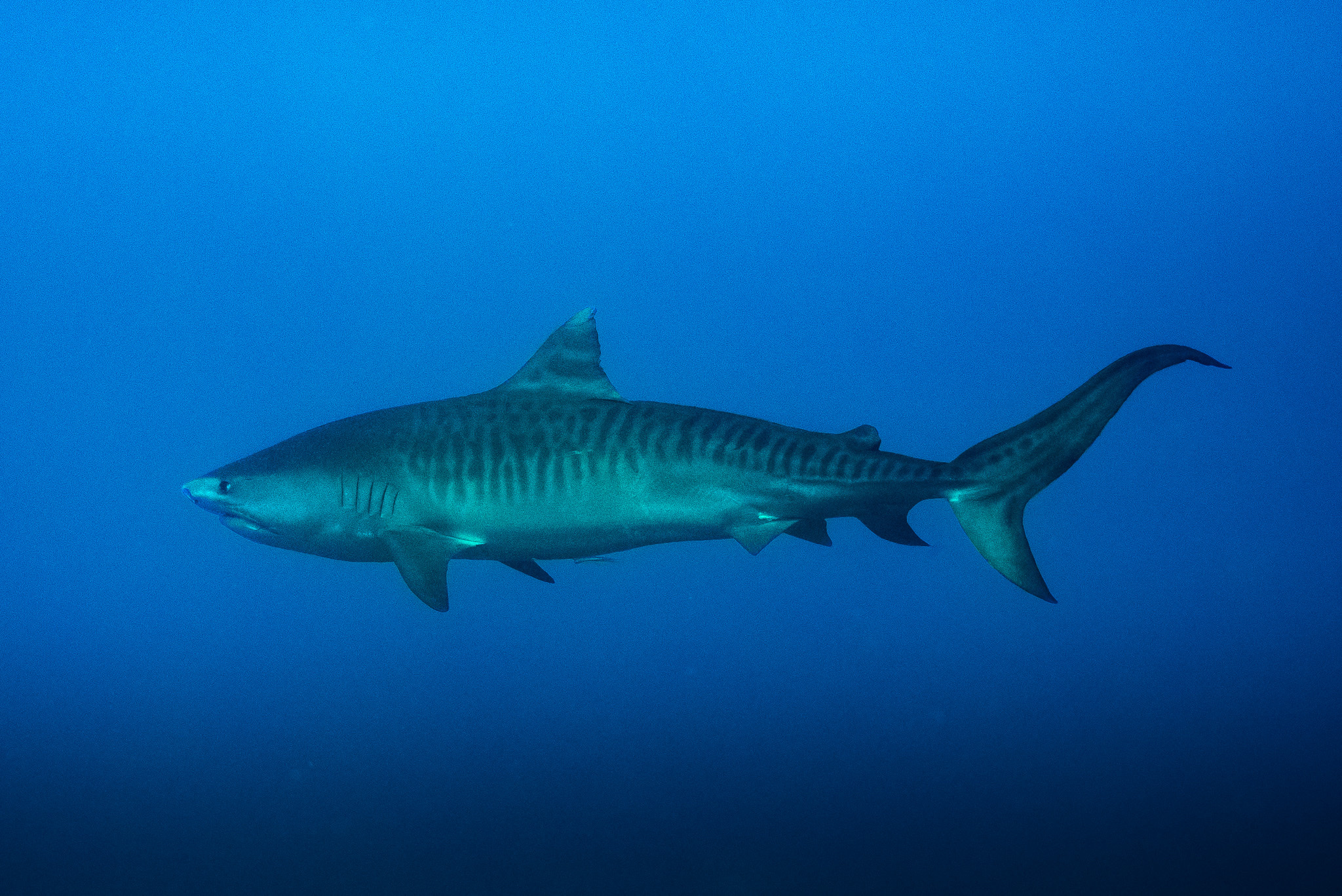 ภาพ ปลา cuvier (Galeocerdo cuvier)