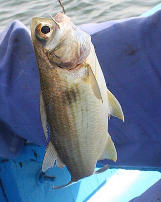 ภาพ ปลา decadactylus (Galeoides decadactylus)