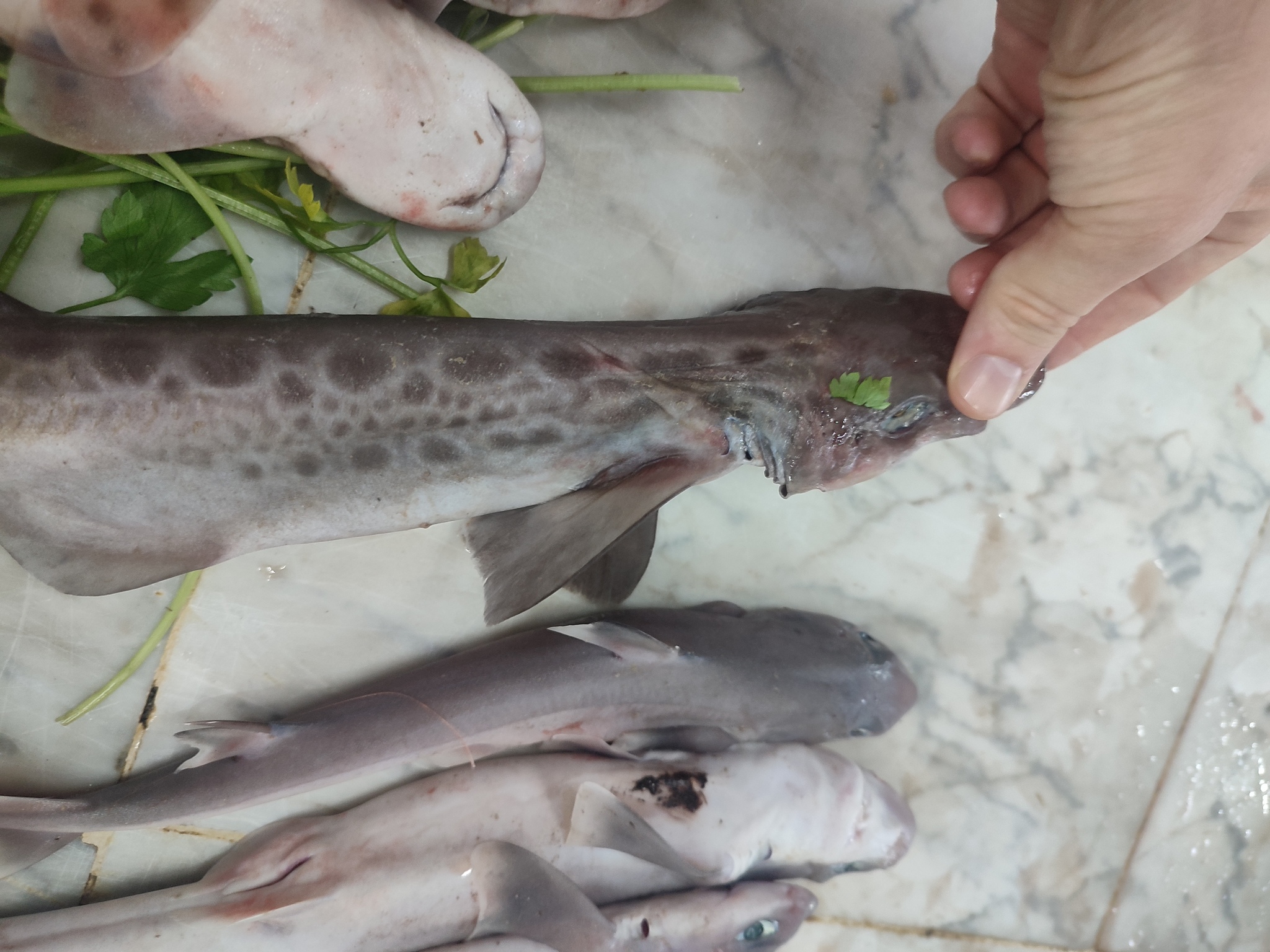ภาพ ปลา melastomus (Galeus melastomus)