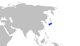 ภาพ ปลา nipponensis (Galeus nipponensis)
