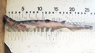 ภาพ ปลา polli (Galeus polli)