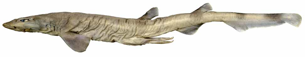 ภาพ ปลา priapus (Galeus priapus)