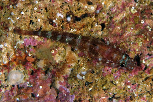 ภาพ ปลาบู่บู่ (Gammogobius steinitzi)