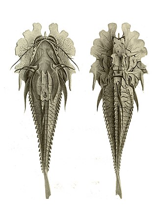 ภาพ ปลา prionocephalus (Gargariscus prionocephalus)