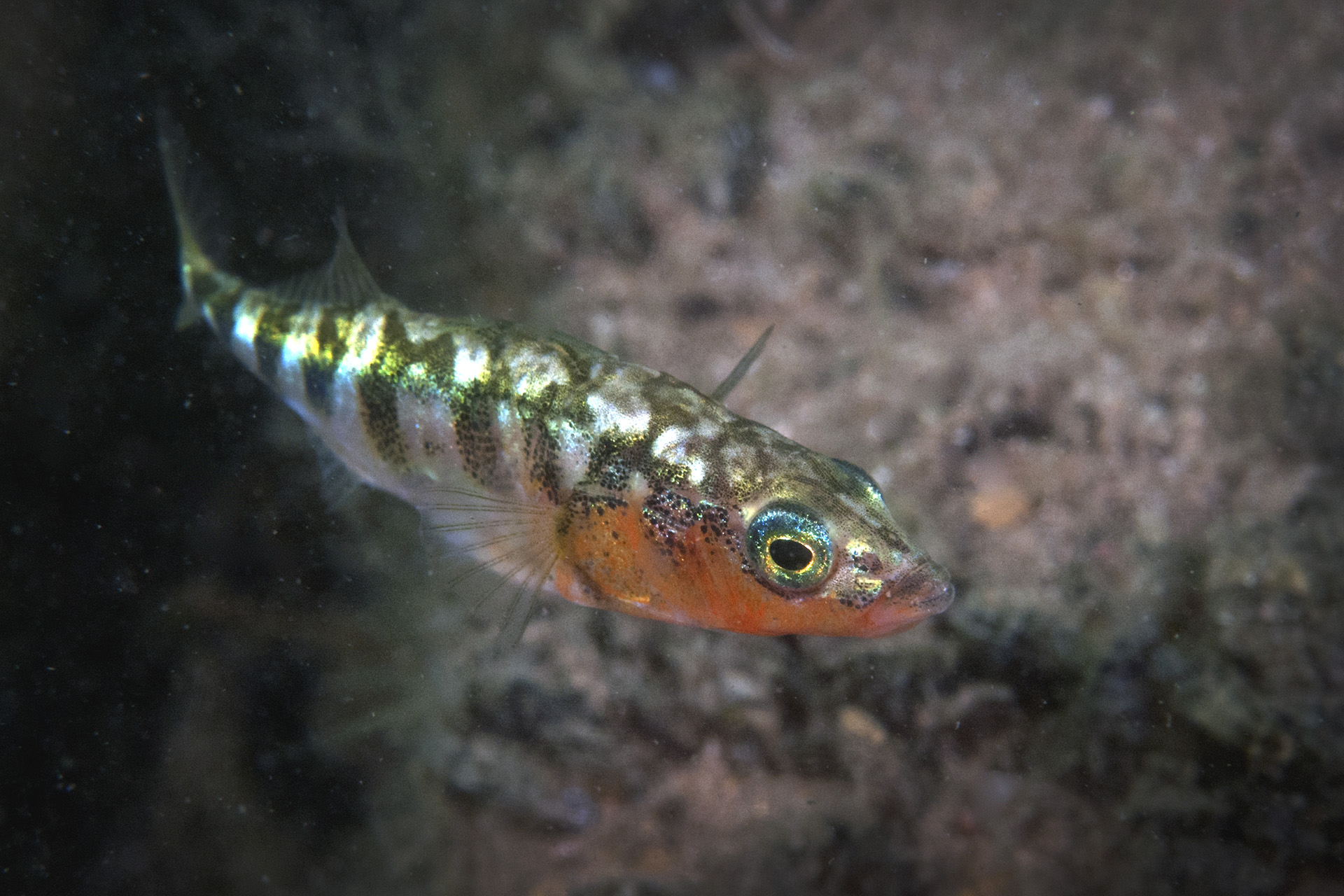 ภาพ ปลา aculeatus (Gasterosteus aculeatus)