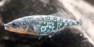 ภาพ ปลา microcephalus (Gasterosteus microcephalus)