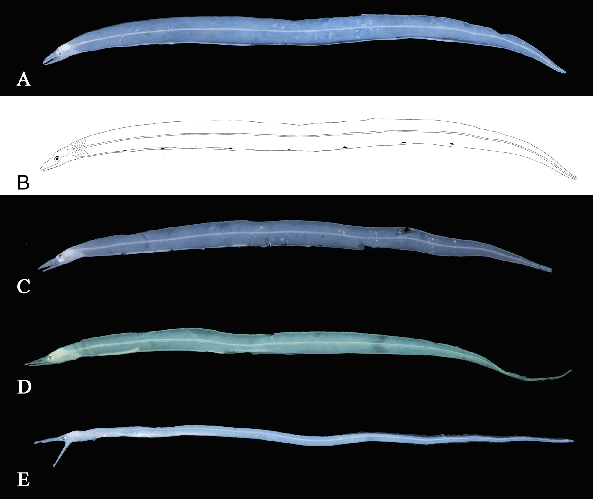 ภาพ ปลา taiwanensis (Gavialiceps taiwanensis)