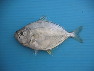 ภาพ ปลา minuta (Gazza minuta)