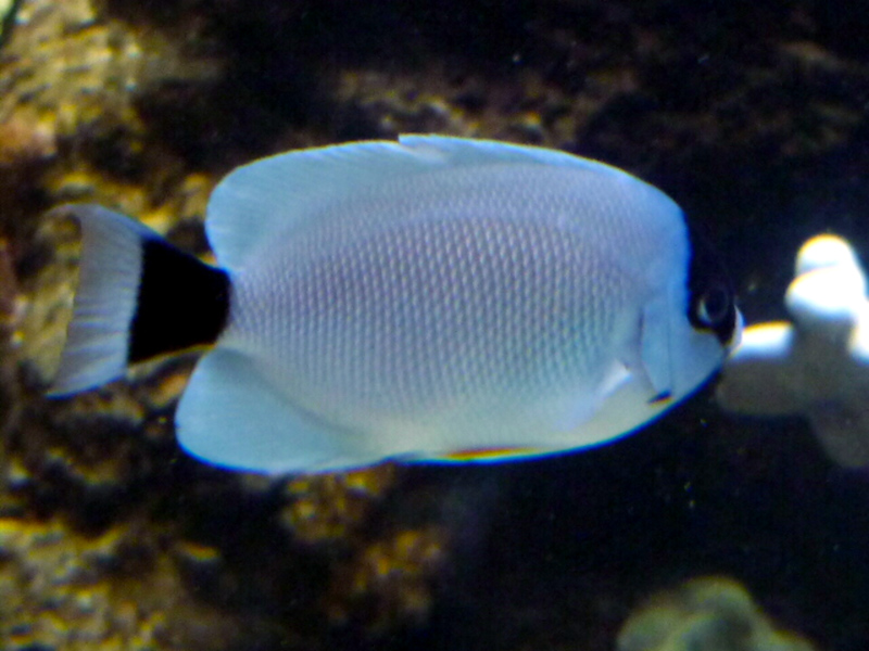 ภาพ ปลาสินสมุทรครีบยาวหน้ากากนางฟ้า (Genicanthus personatus)