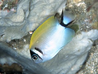 ภาพ ปลาสินสมุทรครีบยาวญี่ปุ่น (Genicanthus semifasciatus)