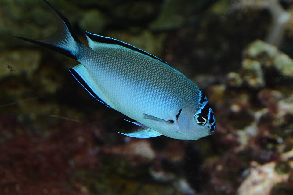 ภาพ ปลาสินสมุทรครีบยาว watanabei (Genicanthus watanabei)