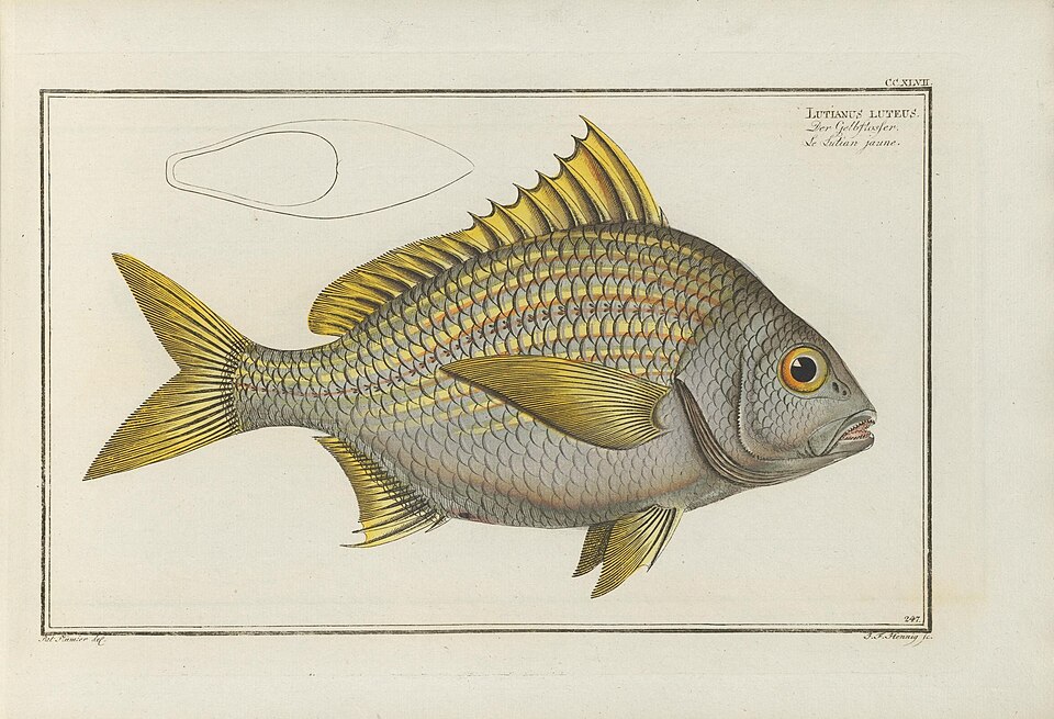 ภาพ ปลาสร้อยนกเขา luteus (Genyatremus luteus)