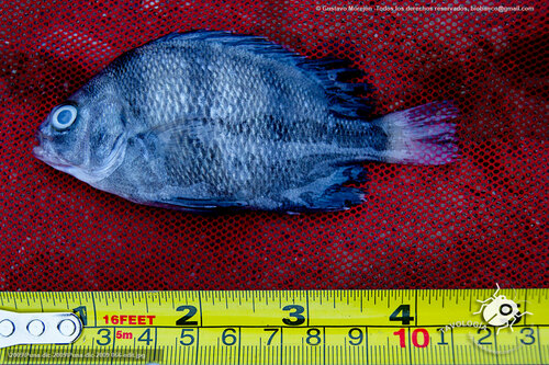 ภาพ ปลาสร้อยนกเขา pacifici (Genyatremus pacifici)