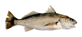 ภาพ ปลาจวด lineatus (Genyonemus lineatus)