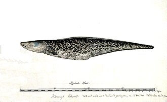 ภาพ ปลา capensis (Genypterus capensis)