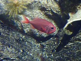 ภาพ ปลา darwinii (Gephyroberyx darwinii)